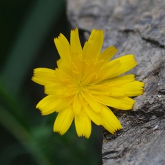 Pilosella officinarum