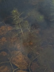 Utricularia australis