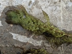 Utricularia australis