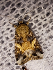 Spodoptera ornithogalli