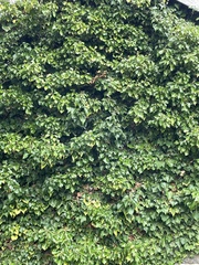 Hedera helix