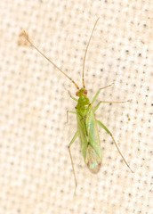 Blepharidopterus angulatus