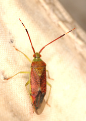 Pantilius tunicatus