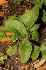 Pentaglottis sempervirens