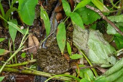 Hoplobatrachus chinensis