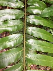 Stenochlaena palustris