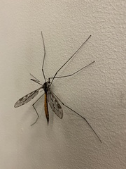 Tipula abdominalis