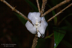 Polypedates megacephalus