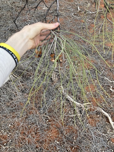 Image of Hakea lorea by (c) Thomas Mesaglio, some rights reserved (CC BY)