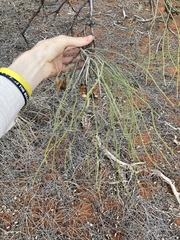 Hakea lorea