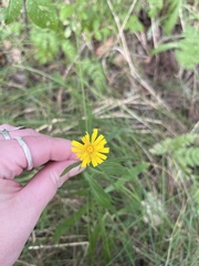 Hieracium umbellatum