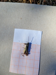 Chorthippus biguttulus