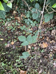 Ulmus glabra