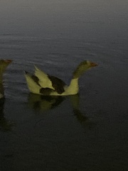 Anser anser domesticus