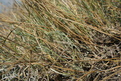 Astragalus subuliformis