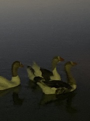 Anser anser domesticus