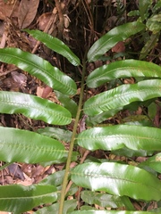 Stenochlaena palustris