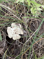 Amanita citrina