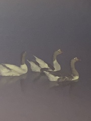 Anser anser domesticus