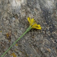 Pilosella officinarum