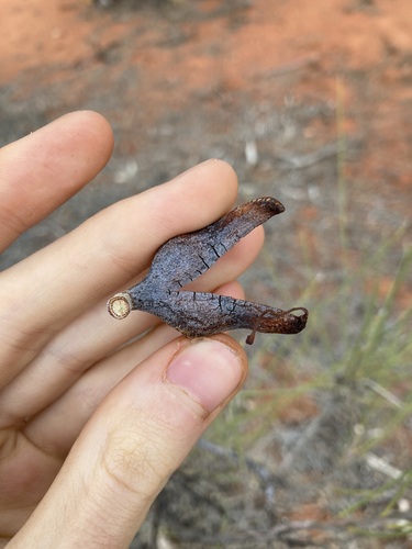 Image of Hakea lorea by (c) Thomas Mesaglio, some rights reserved (CC BY)