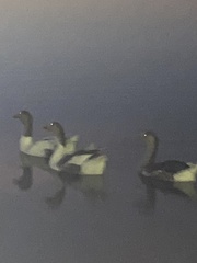 Anser anser domesticus