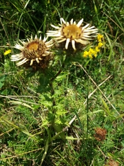 Carlina vulgaris