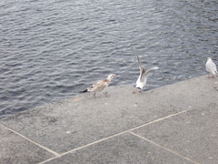 Chroicocephalus ridibundus