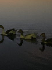 Anser anser domesticus