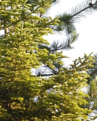 Abies × borisii-regis