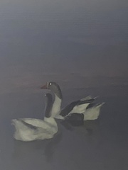 Anser anser domesticus