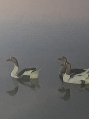 Anser anser domesticus