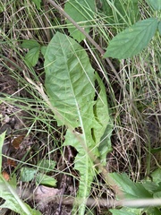 Rumex hydrolapathum