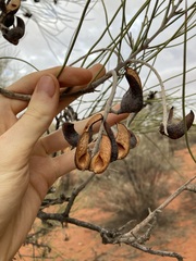 Hakea lorea