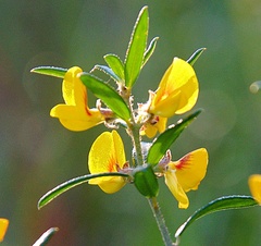 Pultenaea