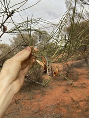 Hakea lorea