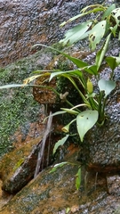 Alocasia (Aridarum)