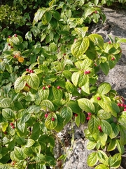 Cotoneaster rehderi