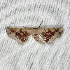 Parepisparis multicolora