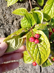 Cotoneaster rehderi