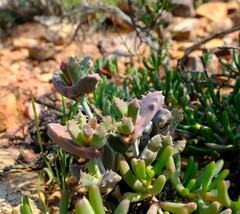 Odontophorus marlothii