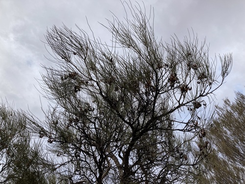 Image of Hakea lorea by (c) Thomas Mesaglio, some rights reserved (CC BY)