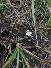 Euphrasia officinalis
