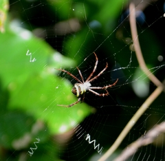 Argiope anasuja