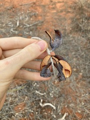 Hakea lorea