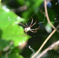 Argiope anasuja