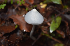 Entoloma canoconicum