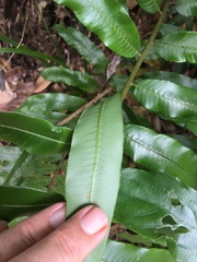 Stenochlaena palustris