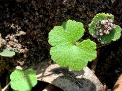 Hydrocotyle hirta