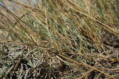 Astragalus subuliformis